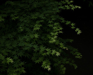 青もみじ(Blue maple)