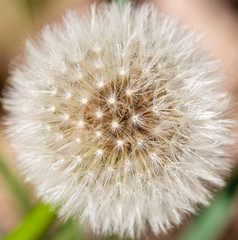 Round dandelion (taraxacum officinale) seed head. Natural background