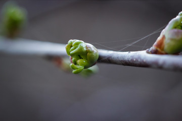 
buds on a tree