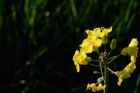 Flower head of the edible perennial wall rocket, scientific name Diplotaxis tenuifolia, under the warm sunlight
