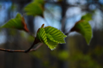 Closeup nature view of green leaf on blurred greenery background in garden with copy space for text using as summer background natural green plants landscape, ecology, fresh wallpaper concept.