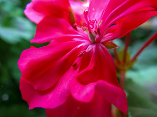 Fototapeta premium pink flower in the garden