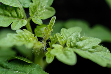
tomato seedlings