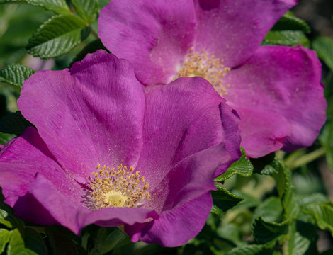 ハマナスの花（Hamanasu flower）