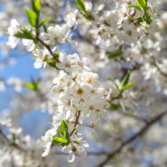 Beautiful spring white flowering tree branching and blue sky. Blur background.