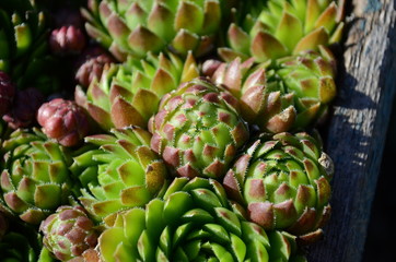 succulents