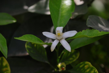 Obraz premium lemon flower grows