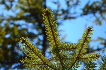 Christmas fir tree branches Background. Christmas pine tree wallpaper. Copy space.
