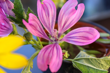 lavatera cretica flower macro photo