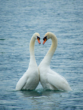 Danza d'amore del Cigno