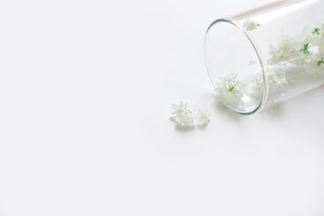white lilac in a glass vase, white flowers on a white background,white lilac in the water