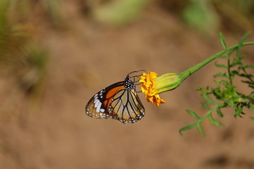 monarch butterfly