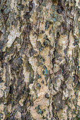 bark closeup