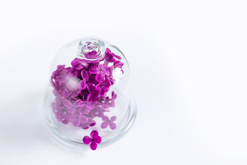 purple lilac in a round vase, round vase with water, glass round vase, lilac under a glass dome