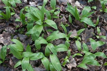 Allium ursinum young leaves