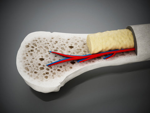 Cross section of a human bone showing bone marrow, spongy bone and blood vessels. 3D illustration