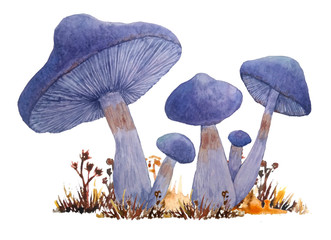 watercolor hand drawn illustration of poisonous dangerous mushroom of webcap fungi with purple violet caps in fall autumn forest wood and grass for nature lovers Halloween design element template © Marina Lahereva