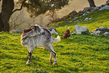 goat wiping its back in Grazalema, Cadiz. Spain