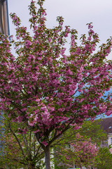 Fototapeta na wymiar ein Baum mit rosa Mandelröschen