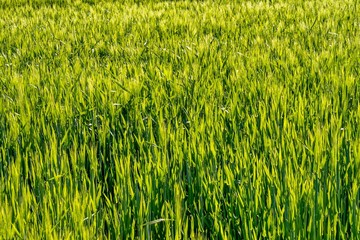 details grünes weizen feld im frühling als hintergrund