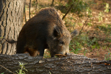 European wild boar (Sus scrofa) searching for food in the Sierra de las Nieves, Malaga. Spain