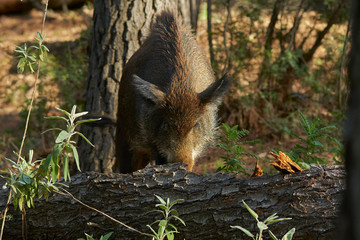 European wild boar eating bark from an old log in the Sierra de las Nieves in Malaga. Spain
