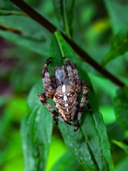 Spinne