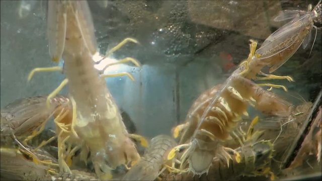 Closeup of Aquarium with live glass shrimps crustaceans in Macau restaurant