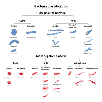 Classification of bacteria by type of respiration: aerobic, anaerobic and facultative anaerobes. Microbiology. Gram-positive and gram-negative bacteria. Vector illustration in flat style
