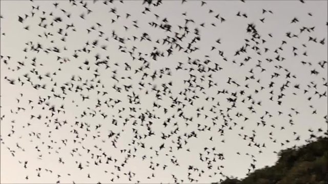 Flock of starlings leaving their overnight roost in large tree in Andalusian village