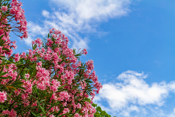 Branches of oleander tree or Nerium against blue sky