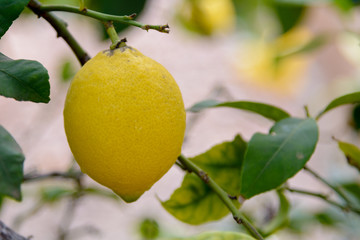 Vista de un limón en el árbol pendiente de recolección. Valencia. España