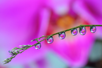 Water droplets on the brightly colored leaves © Thiradech