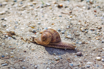 Large brown garden snail crawling across the road