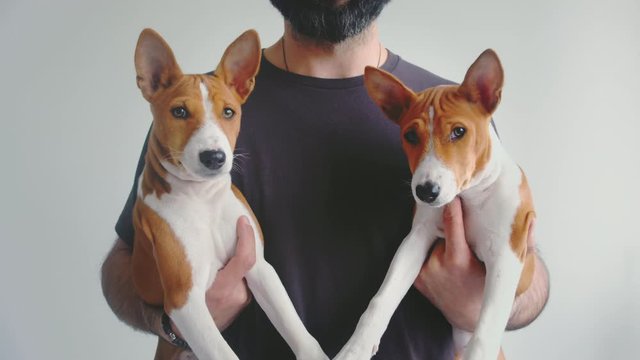 Bearded man holding hands two basenji puppies dog on white background.