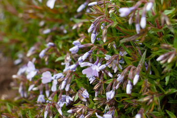 A bush with many small blooming flowers matthiola purple.