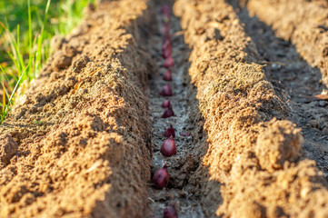 Red onions planted in trenches poured with water to moisturize