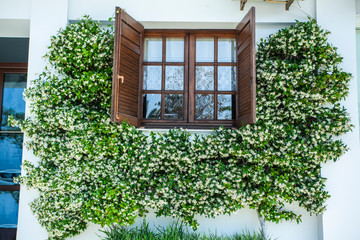 A window surrounded by white flowers