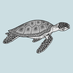 Fototapeta premium Realistic detailed image sea tortoise isolated on grey background. Turtle in motion, side view. On the shell mosaic pattern with gradient fill. Traces of moss and stones on the neck, head and fins.