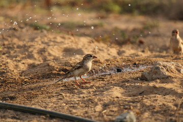 Sparrow in hot summer