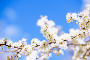 Floating and flying petals of blooming cherry. Leaves fall from a tree against a blue sky. White flowers. beautiful spring card