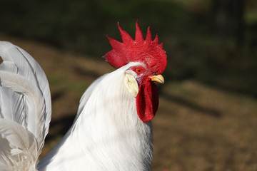 White rooster with a red comb