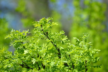green branches, leafing, green background, green, tree, spring 