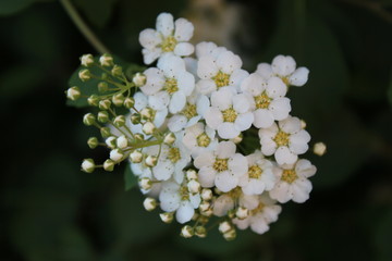 close up of white flowers