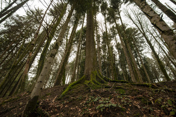 morning in the forest