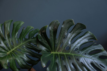 Two huge sheets of monstera as background