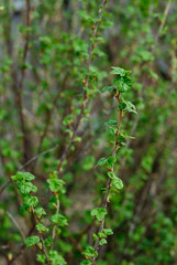 currant bush on a background of greenery