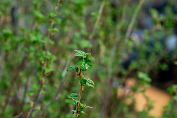 currant bush on a background of greenery