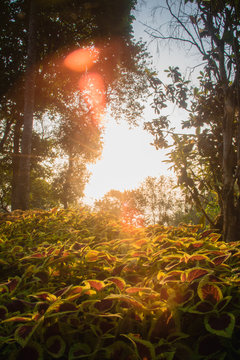 The sun in the morning with the nature, forests and coffee trees.