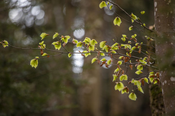 green leaves in the spring